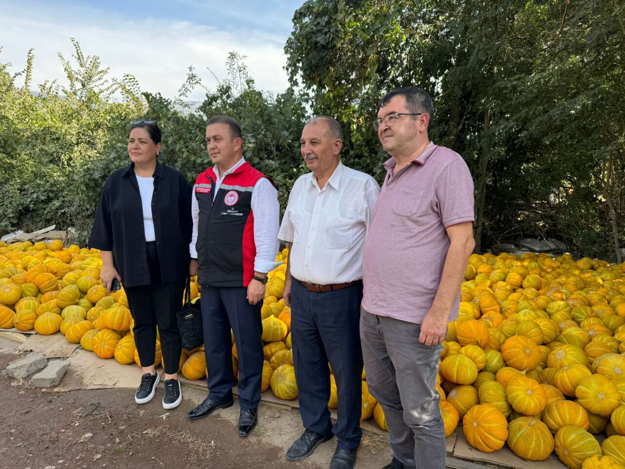 Muğla'nın Yayla Kavunu Hasatla Taçlandı 7